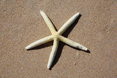 世嘉与Rovio合作推出的全球化手游第一弹 《Sonic Rumble》将于今年冬季发布